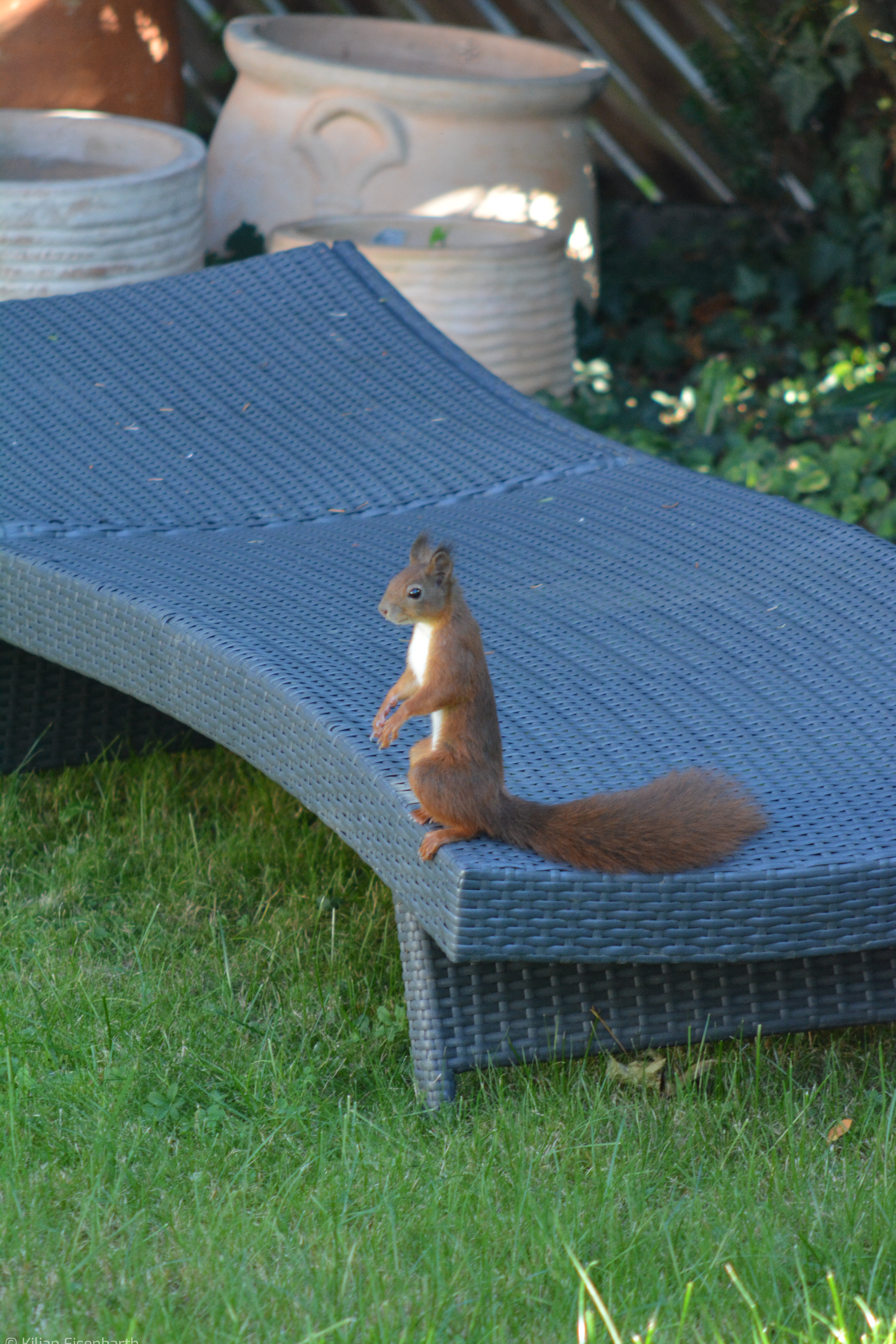 Eichhörnchen sitzt auf Sonnenliege