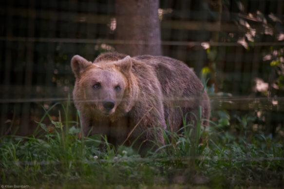 Alternativer Wolf- und Bärenpark Schwarzwald
